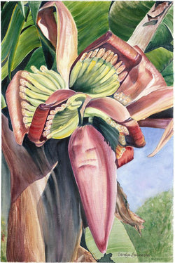 Banana Flower - Wishard Gallery