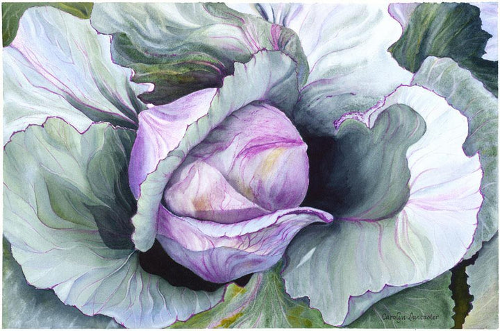 Cabbage Rose - Wishard Gallery